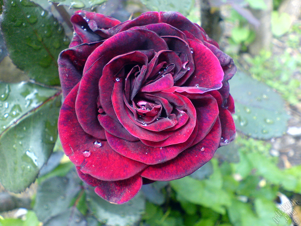 Burgundy Color rose photo.
