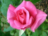 [english]Pink rose photo. (Family: Rosaceae, Species: Rosa) Date: August 2008, Location: Turkey/Yalova-Termal[/english][turkish]Pembe gül resmi. (Ailesi: Rosaceae, Türü: Rosa) Tarih: Ağustos 2008, Yer: Yalova-Termal[/turkish]