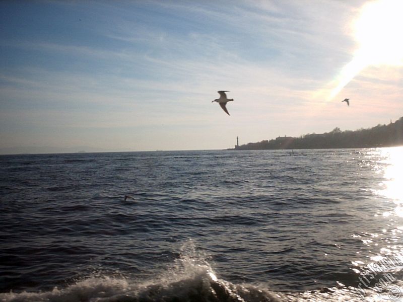 View of Sarayburnu coast, lighthouse and sea gulls from the Bosphorus in Istanbul city of Turkey.
