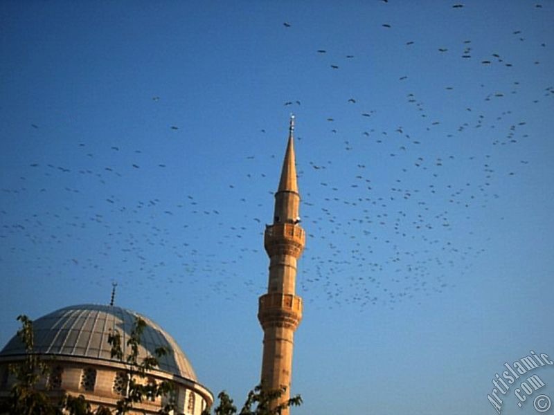 View of Ansar Mosque in Gokcedere Village in the city Yalova in Turkey and the birds migrating over the mosque.
