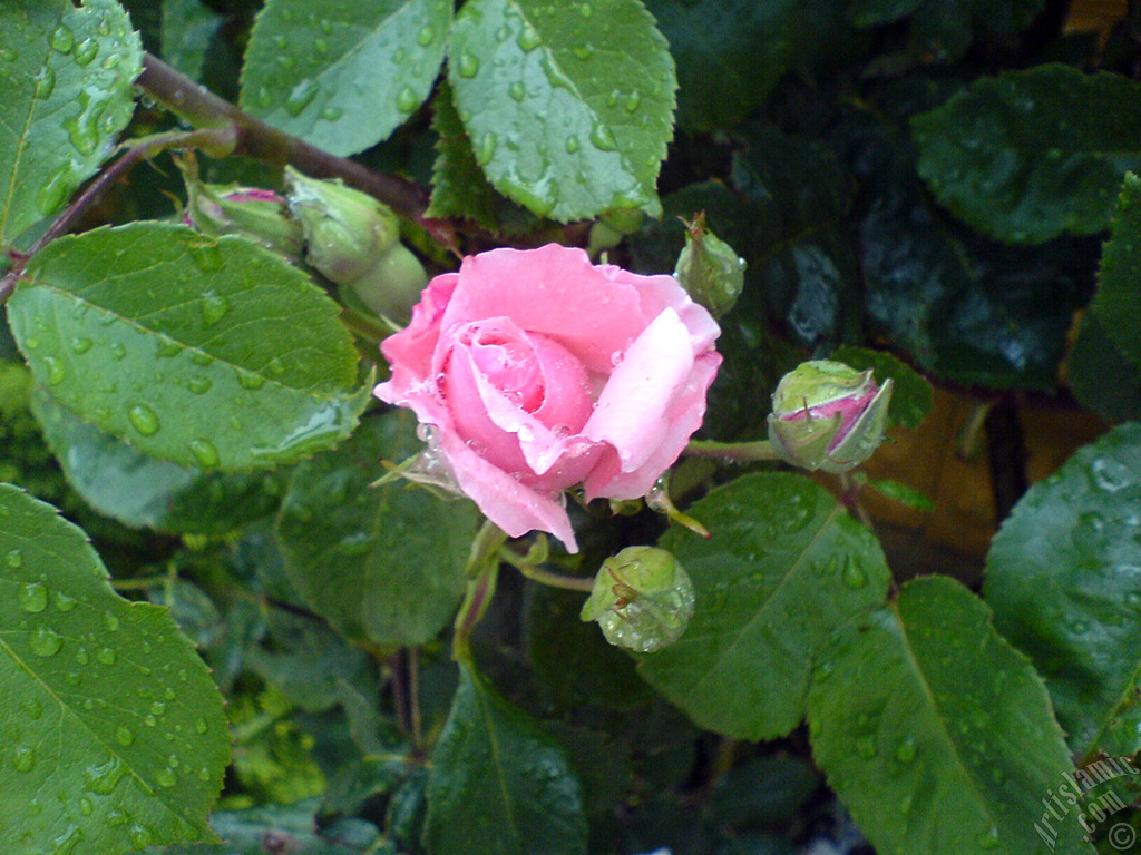 Pink rose photo.

