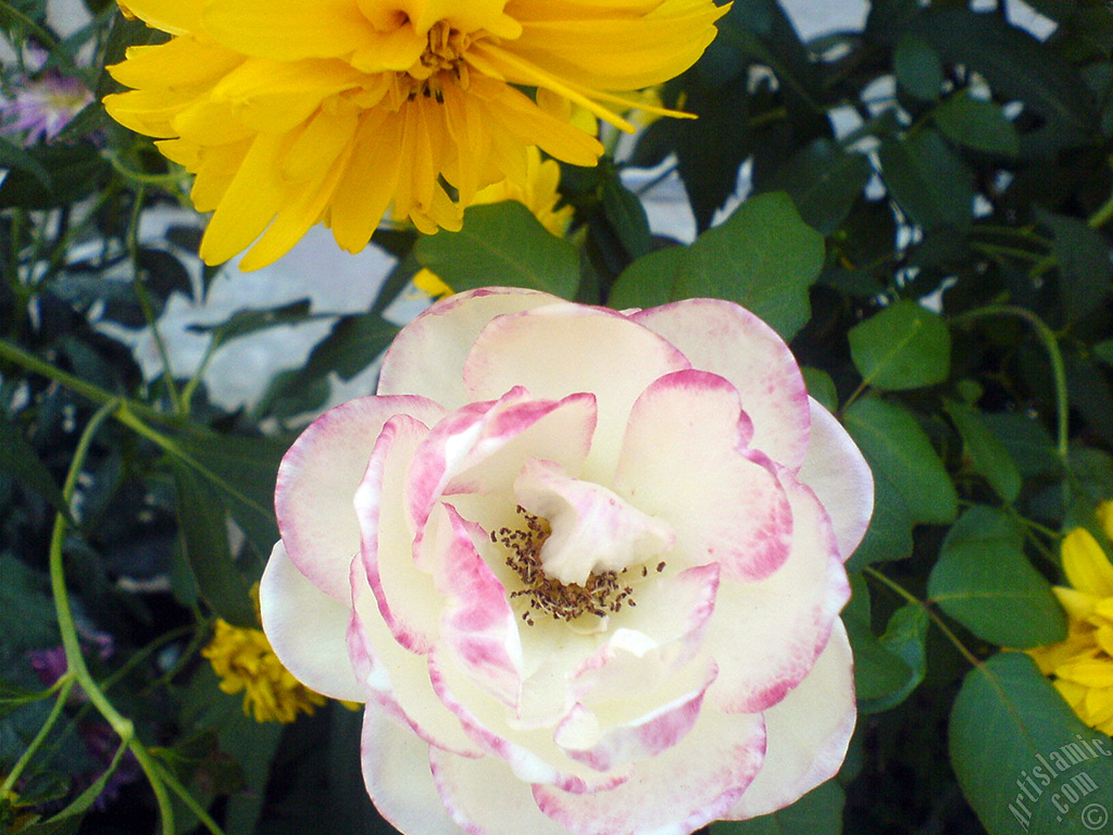 Variegated (mottled) rose photo.
