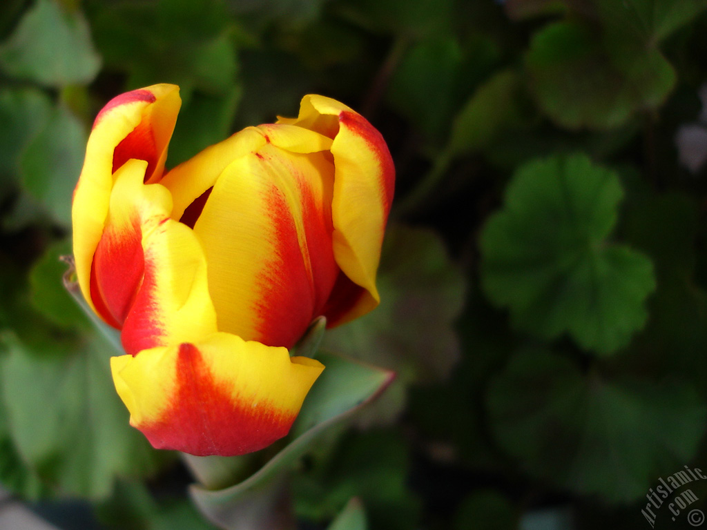 Red-yellow color Turkish-Ottoman Tulip photo.
