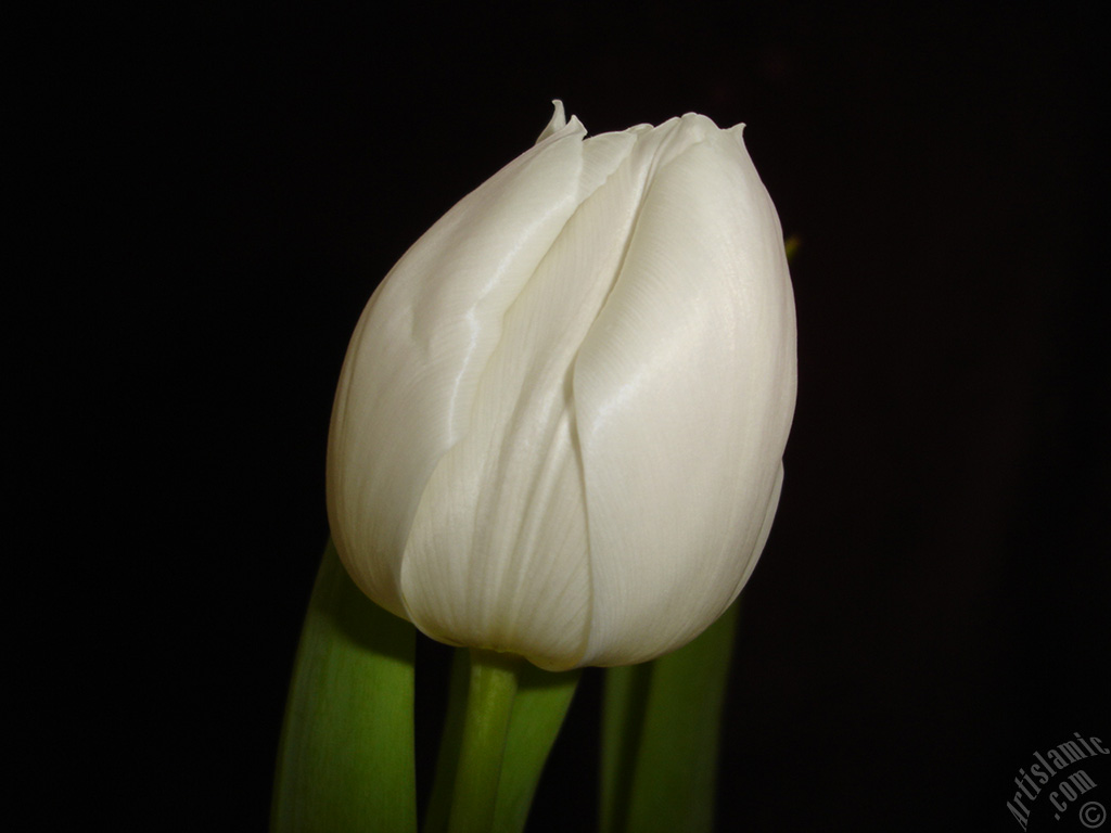 White color Turkish-Ottoman Tulip photo.
