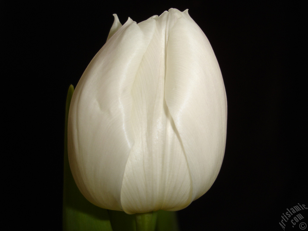 White color Turkish-Ottoman Tulip photo.
