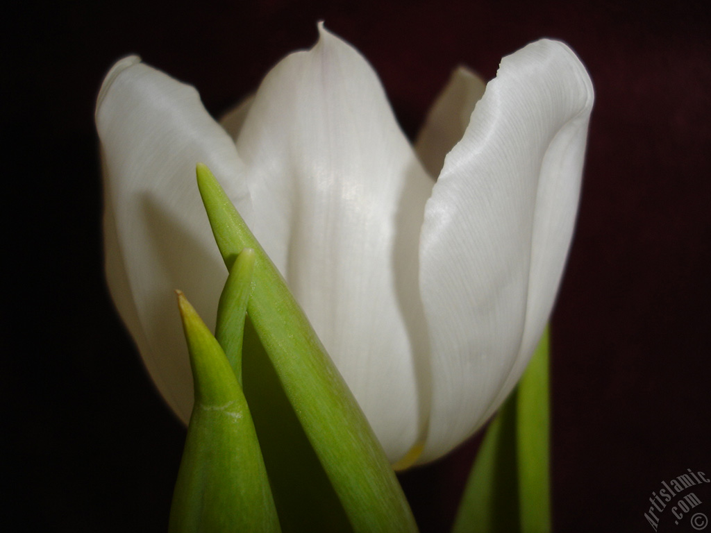 White color Turkish-Ottoman Tulip photo.

