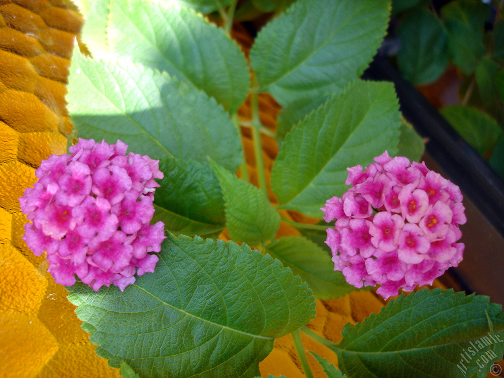Lantana camara -bush lantana- flower.
