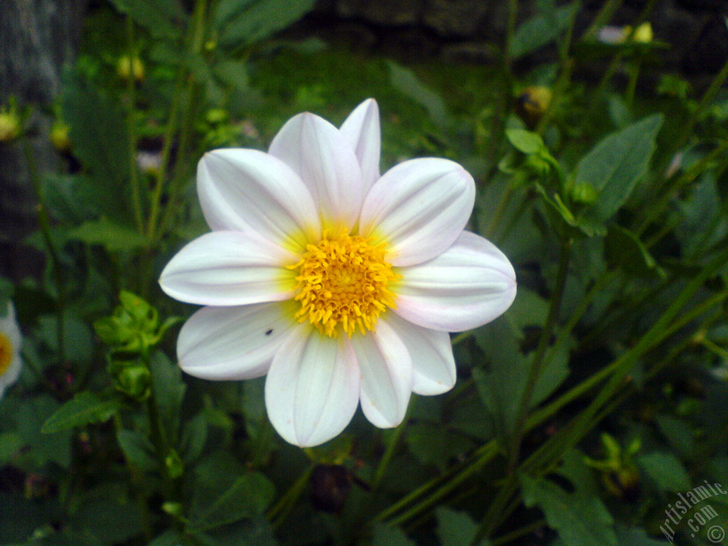 Dahlia flower.
