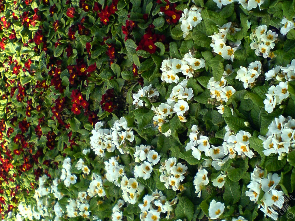A primrose flower photo.

