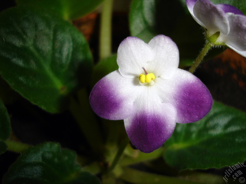 Purple and white color African violet.
