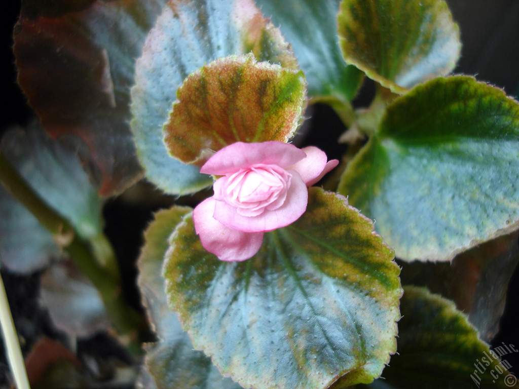 Wax Begonia -Bedding Begonia- with pink flowers and green leaves.
