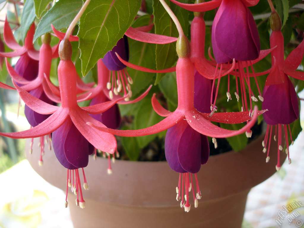 Red and purple color Fuchsia Hybrid flower.
