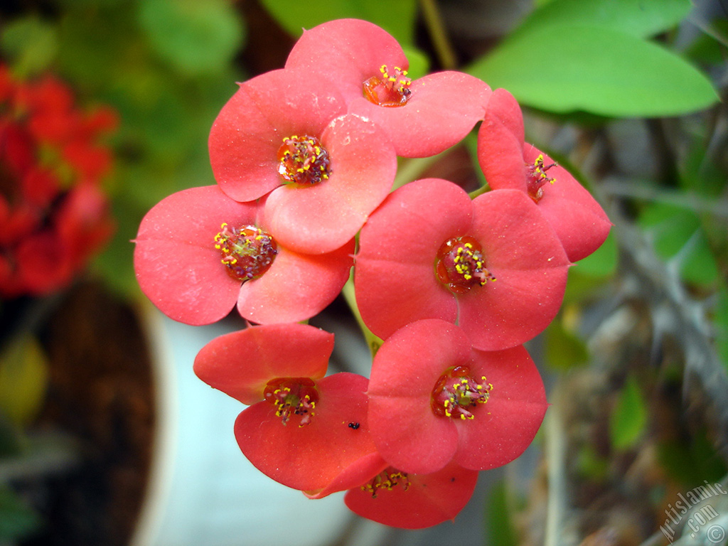 Euphorbia Milii -Crown of thorns- with pink flower.
