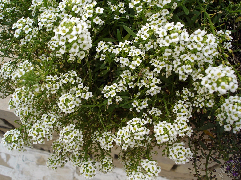Minik beyaz iekli bir bitkinin resmi.
