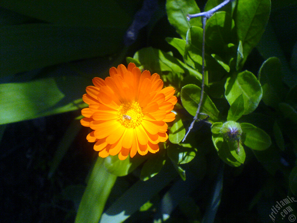Dark orange color Pot Marigold -Scotch Marigold- flower which is similar to yellow daisy.
