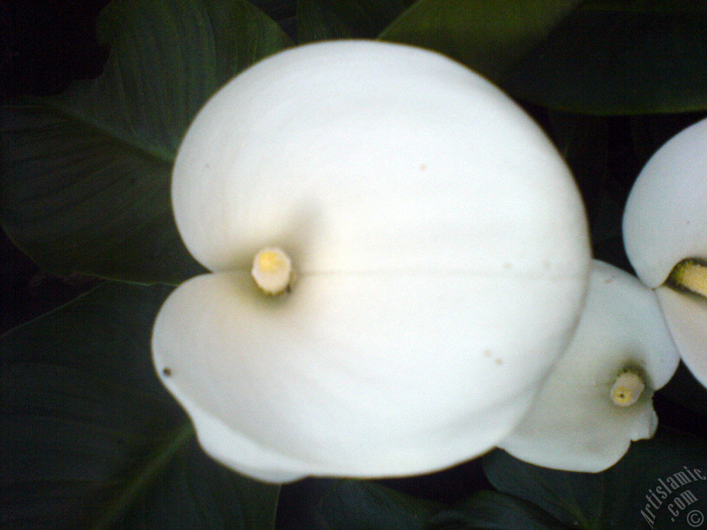White color Arum Lily -Calla Lily- flower.
