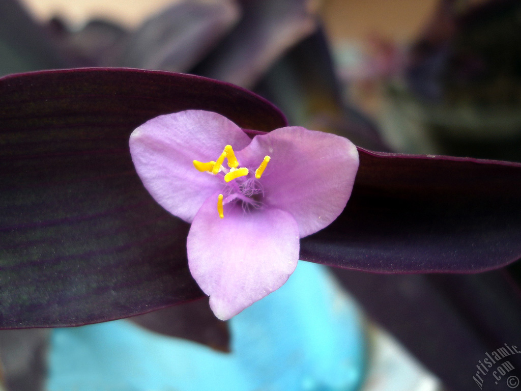 Purple Heart -Purple Queen- flower.

