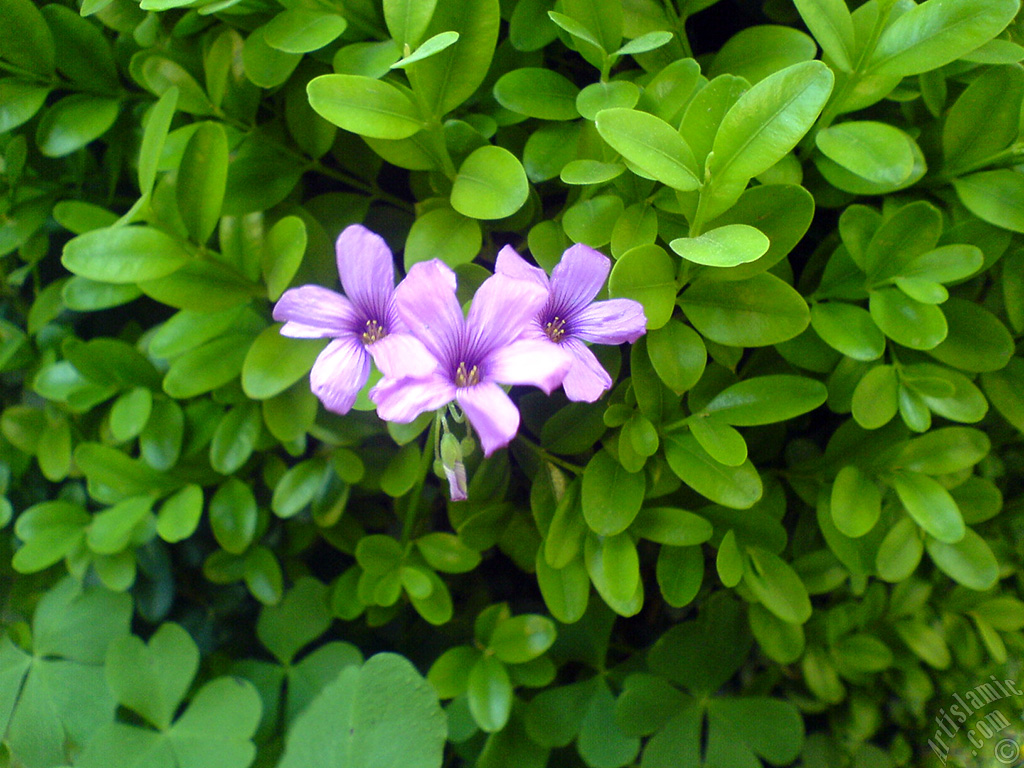 Shamrock -Wood Sorrel- flower.
