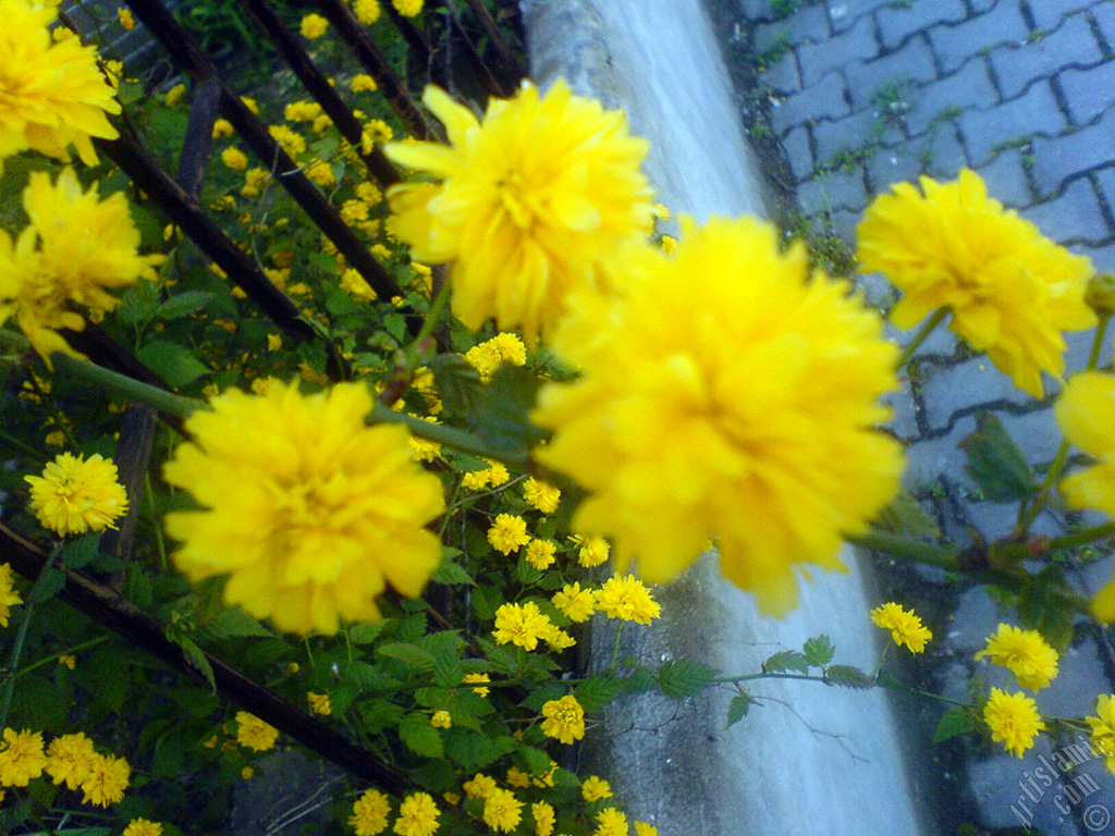 Yellow color Double Kerria -Wild Rose, Japanese Rose- flower.
