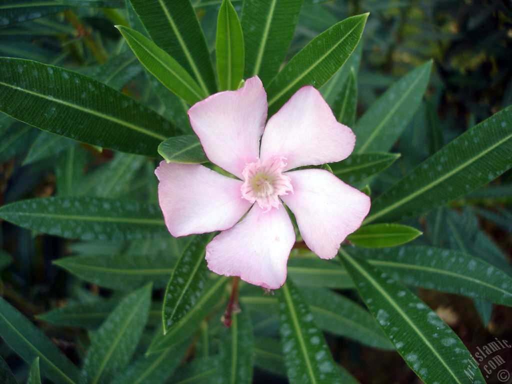 Oleander Tree`s pink flower.
