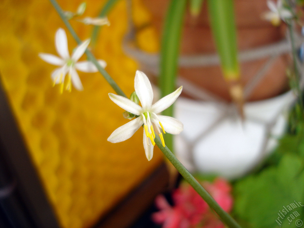 A plant with tiny white flowers looks like mini lilies.
