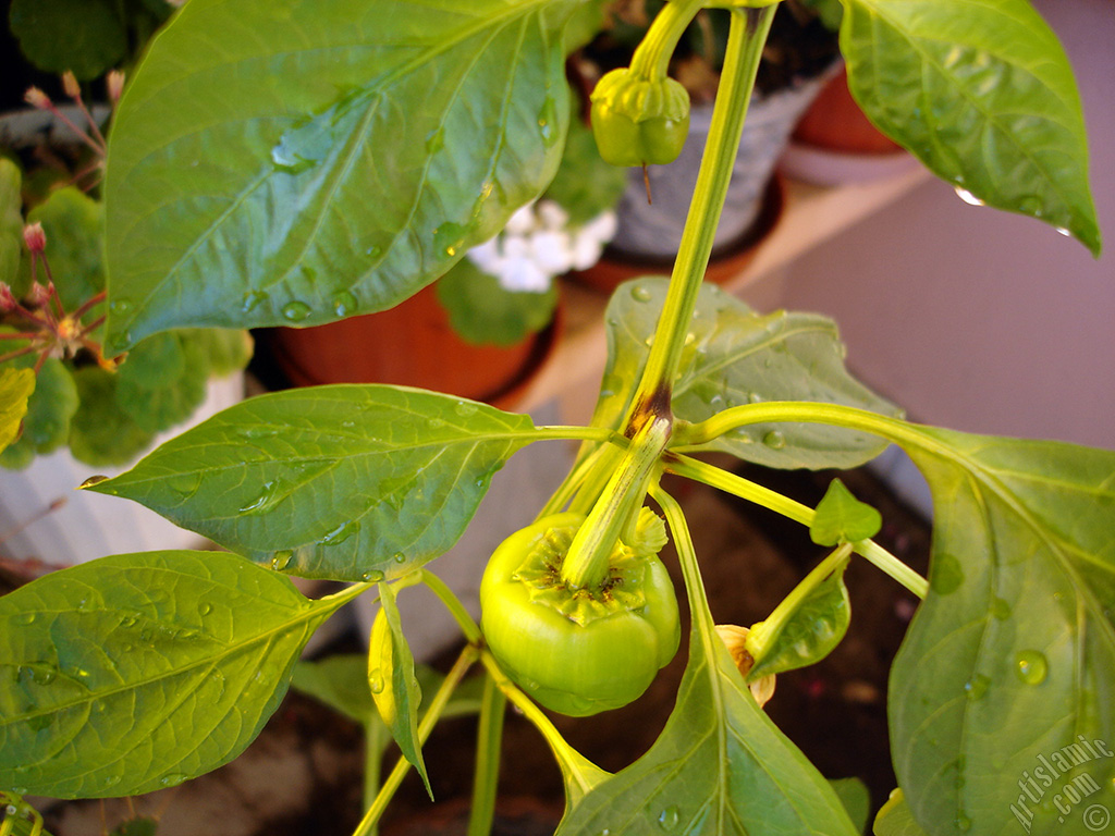 Sweet Pepper plant growed in the pot.
