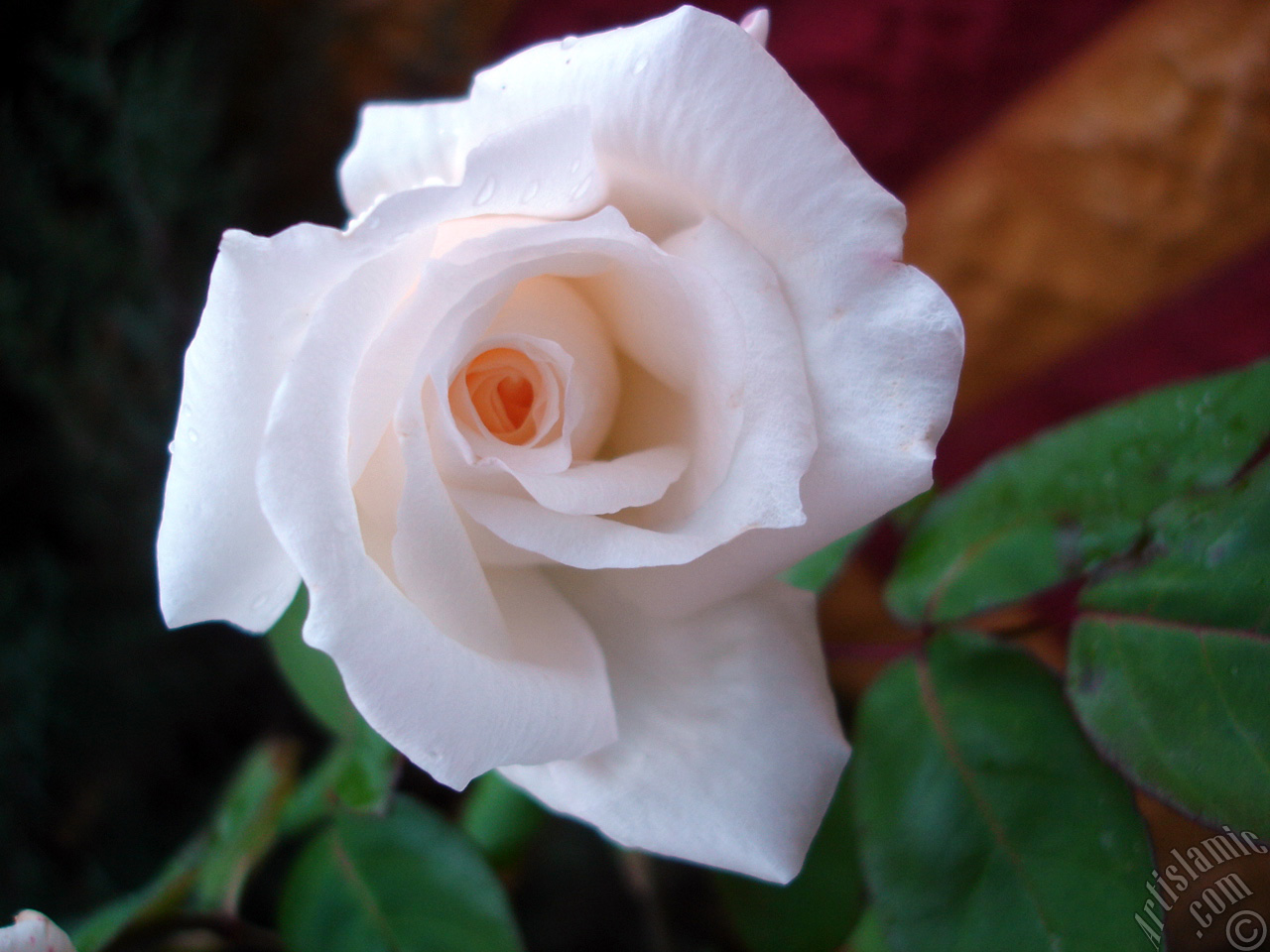 White rose photo.
