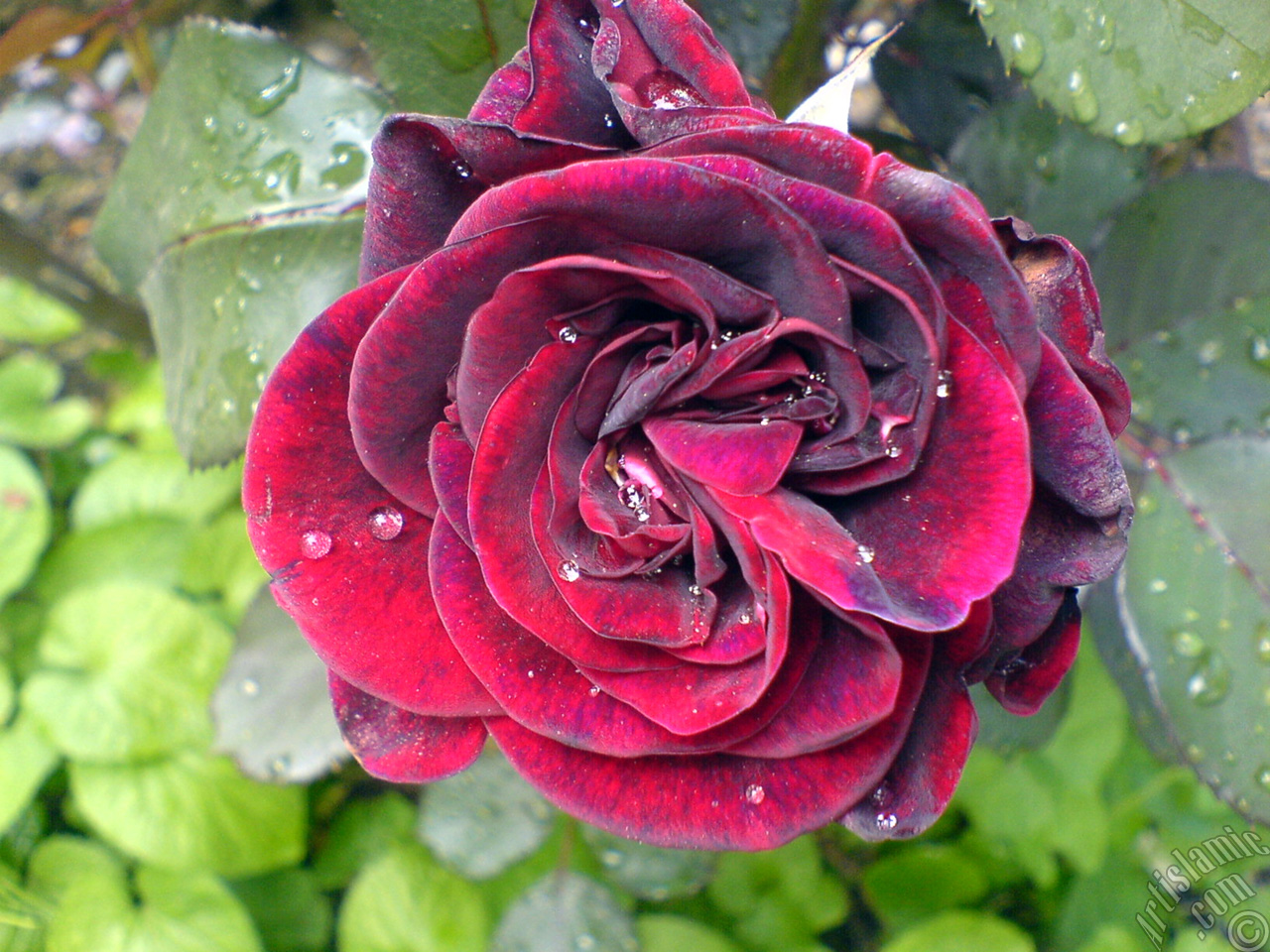 Burgundy Color rose photo.
