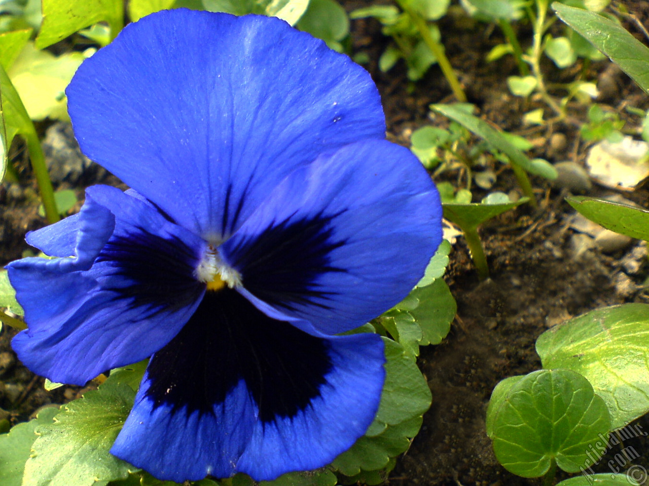 Dark blue color Viola Tricolor -Heartsease, Pansy, Multicoloured Violet, Johnny Jump Up- flower.
