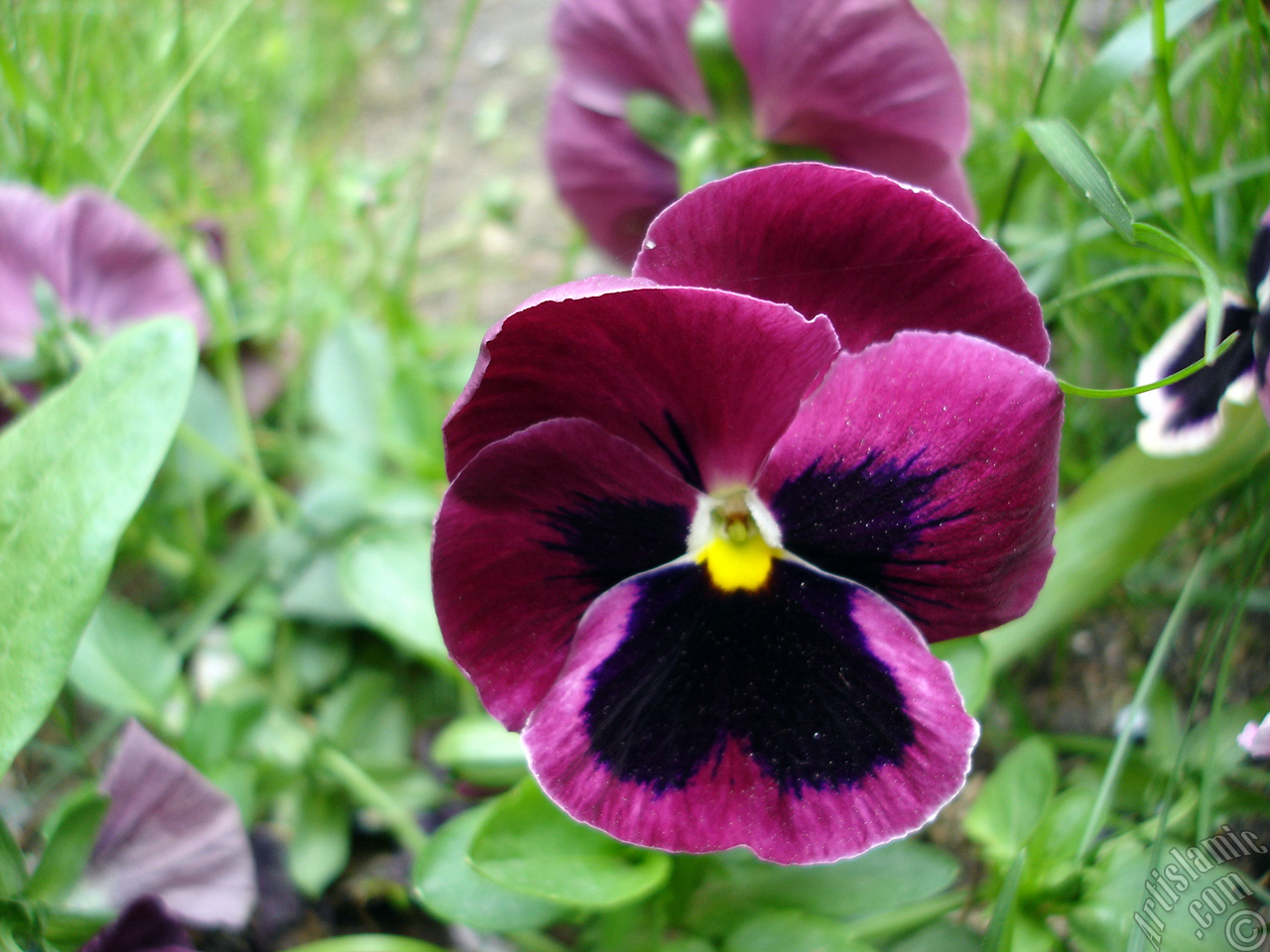 Burgundy color Viola Tricolor -Heartsease, Pansy, Multicoloured Violet, Johnny Jump Up- flower.
