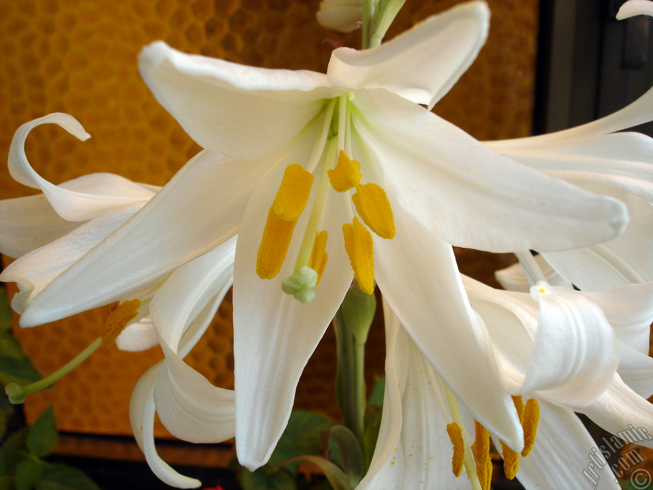White color amaryllis flower.
