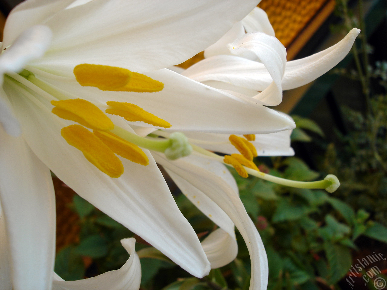 White color amaryllis flower.
