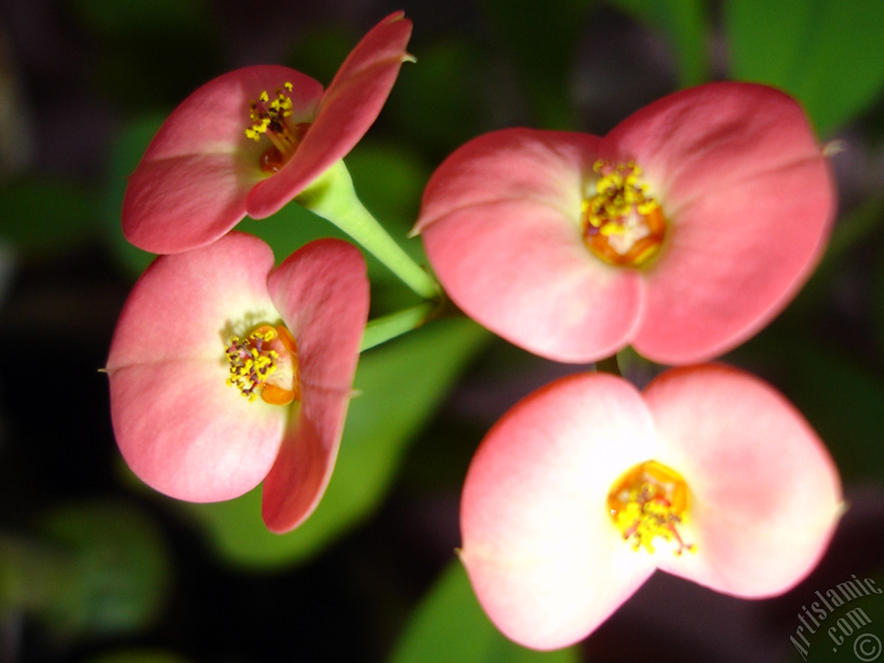 Euphorbia Milii -Crown of thorns- with pink flower.
