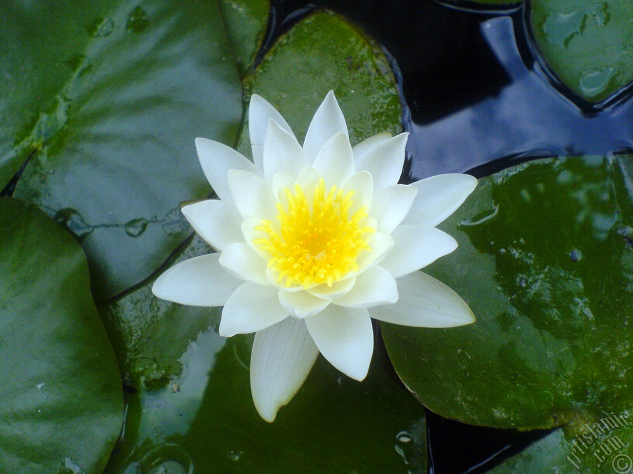 Water Lily flower.

