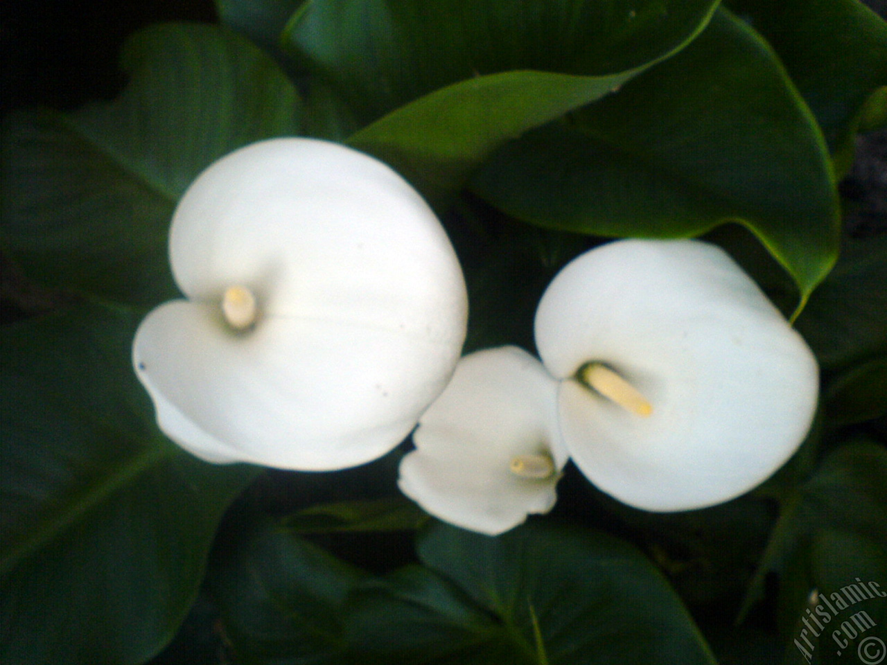White color Arum Lily -Calla Lily- flower.
