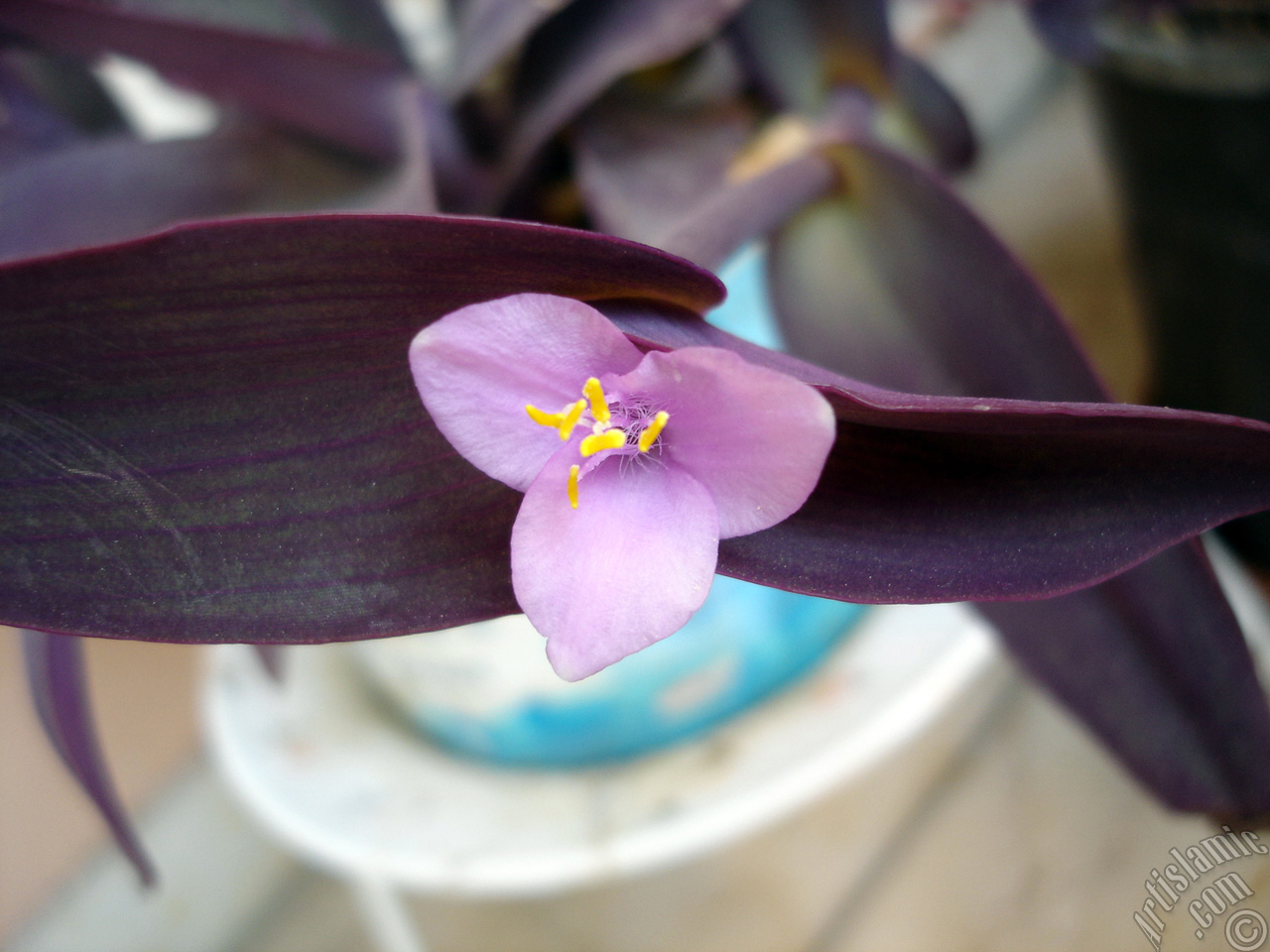 Purple Heart -Purple Queen- flower.
