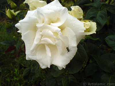 Beyaz g�l resmi. <i>(Ailesi: Rosaceae, T�r�: Rosa)</i> <br>�ekim Tarihi: May�s 2007, Yer: Tekirda�, Foto�raf: islamiSanat.net