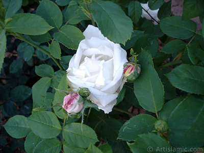 Beyaz g�l resmi. <i>(Ailesi: Rosaceae, T�r�: Rosa)</i> <br>�ekim Tarihi: Haziran 2006, Yer: Tekirda�, Foto�raf: islamiSanat.net