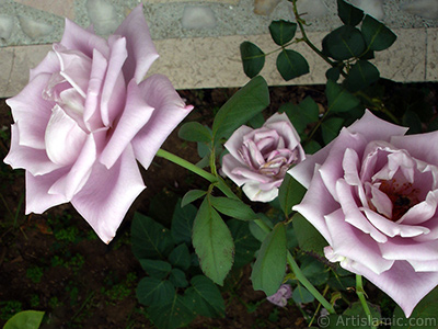 Lilac-color (lavender) rose photo. <i>(Family: Rosaceae, Species: Rosa)</i> <br>Photo Date: August 2008, Location: Turkey/Yalova-Termal, By: Artislamic.com