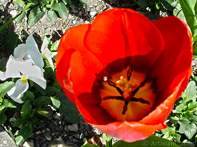 K�rm�z� T�rk-Osmanl� Lalesi resmi. <i>(Ailesi: Liliaceae, T�r�: Lilliopsida)</i> <br>�ekim Tarihi: Nisan 2005, Yer: �stanbul, Foto�raf: islamiSanat.net