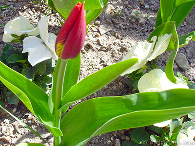K�rm�z�-sar� T�rk-Osmanl� Lalesi resmi. <i>(Ailesi: Liliaceae, T�r�: Lilliopsida)</i> <br>�ekim Tarihi: Nisan 2005, Yer: �stanbul, Foto�raf: islamiSanat.net