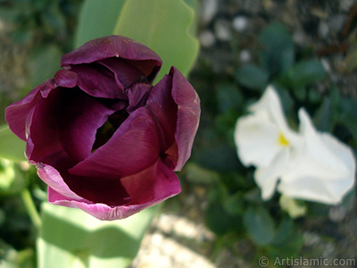 Mor renkli T�rk-Osmanl� Lalesi resmi. <i>(Ailesi: Liliaceae, T�r�: Lilliopsida)</i> <br>�ekim Tarihi: Nisan 2005, Yer: �stanbul, Foto�raf: islamiSanat.net