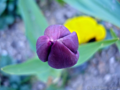 Mor renkli T�rk-Osmanl� Lalesi resmi. <i>(Ailesi: Liliaceae, T�r�: Lilliopsida)</i> <br>�ekim Tarihi: Nisan 2005, Yer: �stanbul, Foto�raf: islamiSanat.net