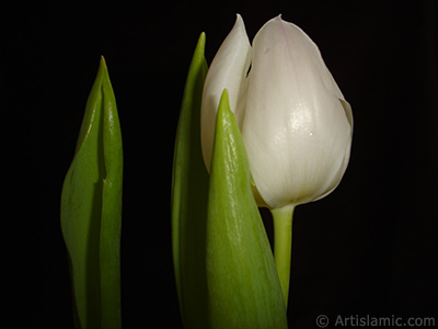 Beyaz renkli T�rk-Osmanl� Lalesi resmi. <i>(Ailesi: Liliaceae, T�r�: Lilliopsida)</i> <br>�ekim Tarihi: Nisan 2011, Yer: �stanbul, Foto�raf: islamiSanat.net
