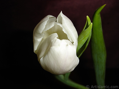 Beyaz renkli T�rk-Osmanl� Lalesi resmi. <i>(Ailesi: Liliaceae, T�r�: Lilliopsida)</i> <br>�ekim Tarihi: Nisan 2011, Yer: �stanbul, Foto�raf: islamiSanat.net