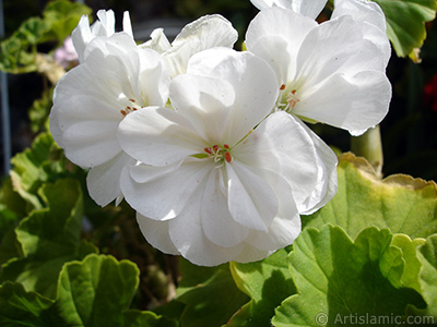 White color Pelargonia -Geranium- flower. <i>(Family: Geraniaceae, Species: Pelargonium)</i> <br>Photo Date: August 2006, Location: Turkey/Istanbul-Mother`s Flowers, By: Artislamic.com