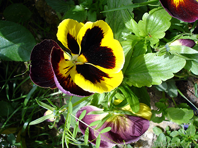 Sar� renklerde Hercai Menek�e �i�e�i resmi. <i>(Ailesi: Violaceae, T�r�: Viola tricolor)</i> <br>�ekim Tarihi: May�s 2005, Yer: �stanbul, Foto�raf: islamiSanat.net