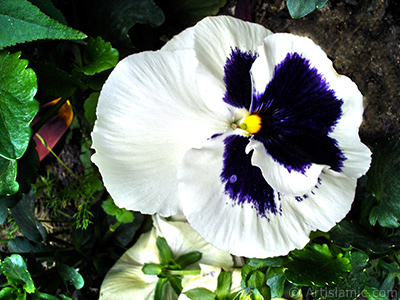 Beyaz renklerde Hercai Menek�e �i�e�i resmi. <i>(Ailesi: Violaceae, T�r�: Viola tricolor)</i> <br>�ekim Tarihi: May�s 2005, Yer: �stanbul, Foto�raf: islamiSanat.net