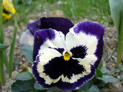 Mor renklerde Hercai Menek�e �i�e�i resmi. <i>(Ailesi: Violaceae, T�r�: Viola tricolor)</i> <br>�ekim Tarihi: Nisan 2005, Yer: �stanbul, Foto�raf: islamiSanat.net