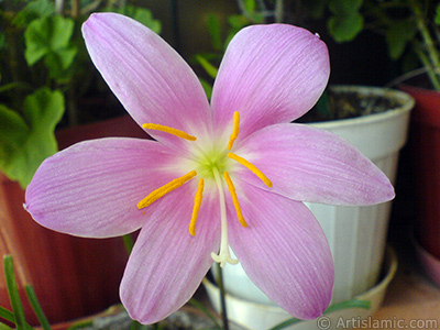 Pembe renkte zambak t�r�nde bir �i�ek resmi. (�i�ek 35 y�ll�k olup yeti�tiricisi taraf�ndan `Z�p��kt�` veya `Bu�day Zamba��` olarak isimlendirilmektedir.) <i>(Ailesi: Liliaceae, T�r�: Lilium)</i> <br>�ekim Tarihi: Eyl�l 2007, Yer: �stanbul-Annemin �i�ekleri, Foto�raf: islamiSanat.net